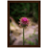 Bristle Thistle