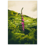 Foxglove