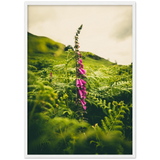 Foxglove