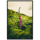 Foxglove