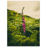 Foxglove