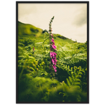 Foxglove