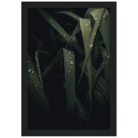 Midnight Dew Framed Print