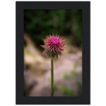 Bristle Thistle