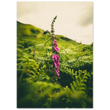 Foxglove