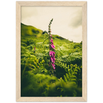 Foxglove