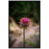 Bristle Thistle