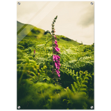 Foxglove