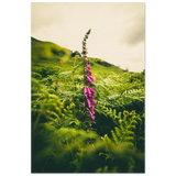 Foxglove