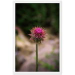 Bristle Thistle