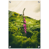 Foxglove