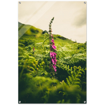 Foxglove