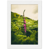 Foxglove