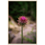 Bristle Thistle