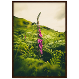 Foxglove